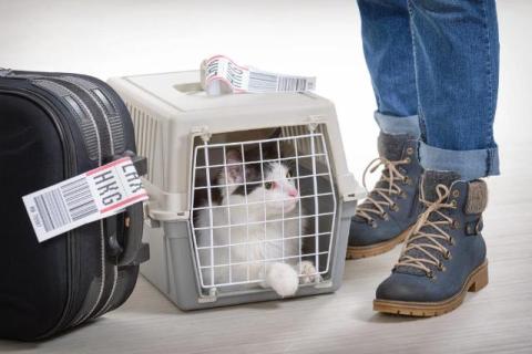 Navigating Pet Relocation from Dubai to the US: Requirements and Best Practices