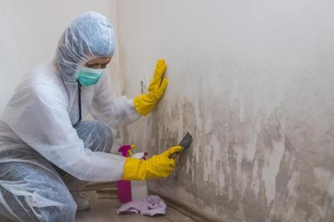How a Mold Inspection Service Can Protect Your Home